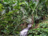 Wasserfall in dichter Pflanzenwelt - Bot. Garten Victoria - Mahé